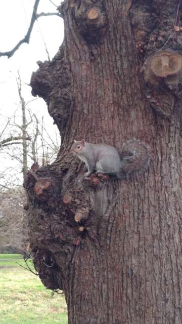 Squirrel im Hyde Park