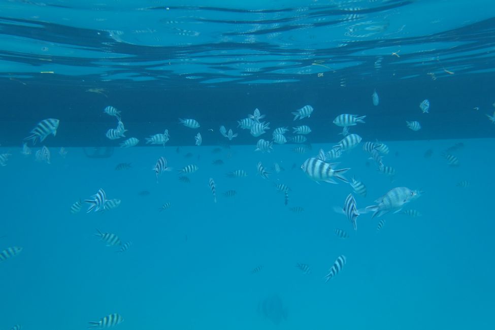 Underwater world Petit Anse Cour