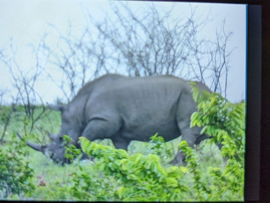 Hluhluwe-Imfolozi-Nationalparks