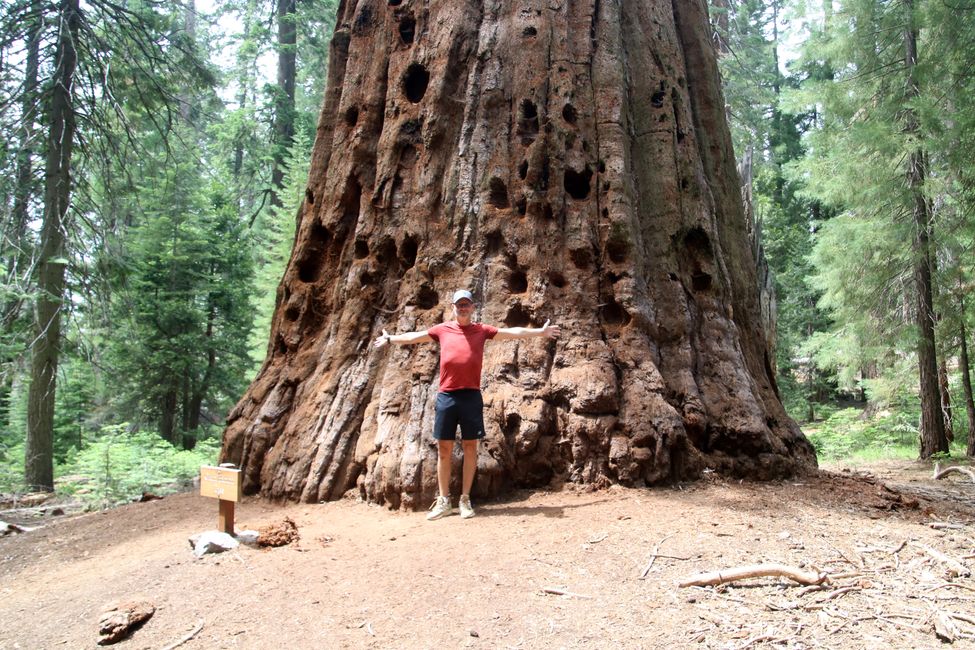 Sequoia ve Kings Canyon NP / Kaliforniya'da dev buluşma