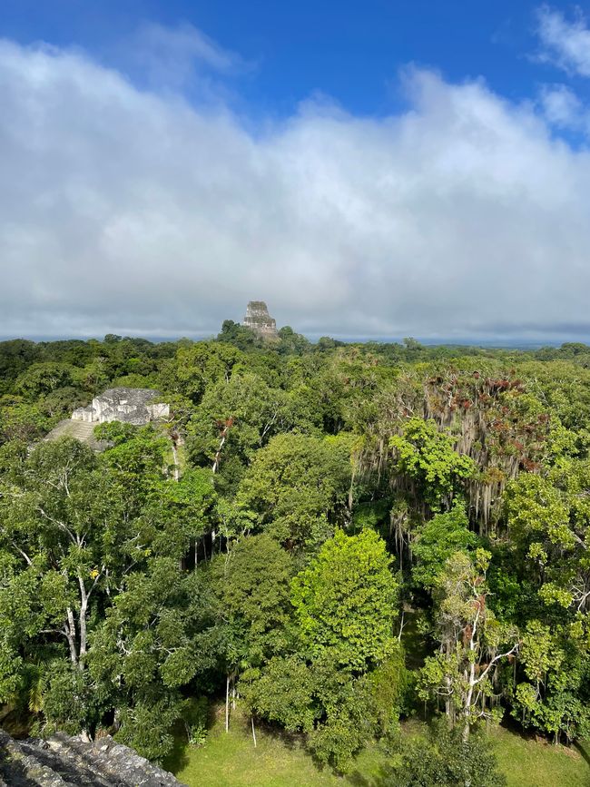 Klein inwoner van Tikal