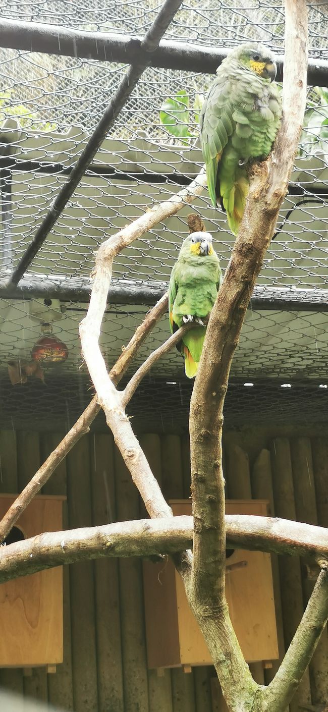 grüner Papagei