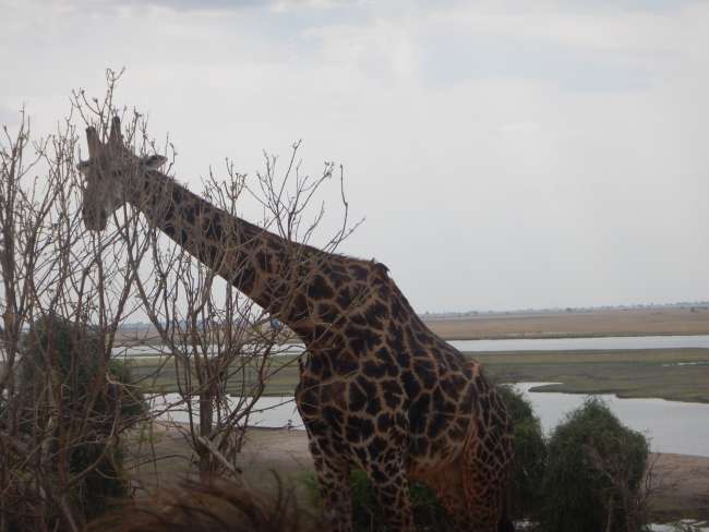 Kasane - Chobe Nationalpark