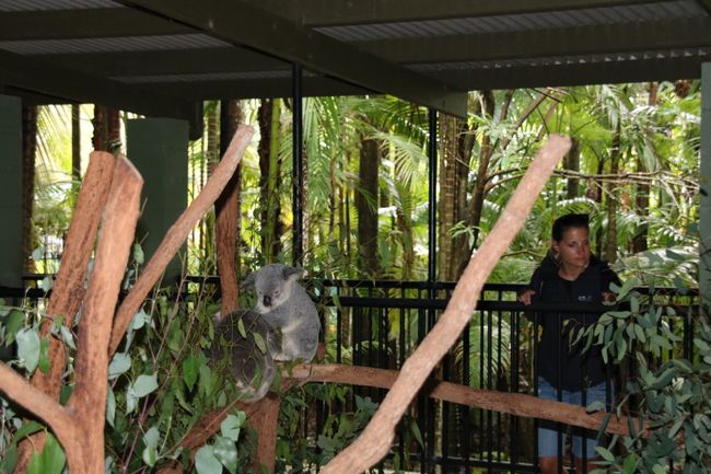 Australia Zoo - Wer kennt ihn noch, den Crocodile Hunter: Steve Irwin
