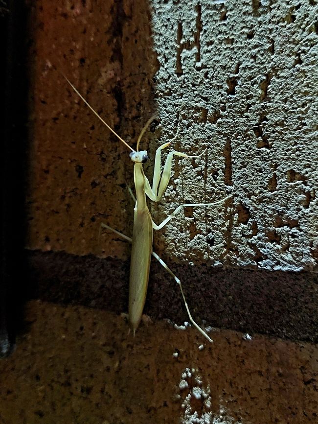 Mantis at the campground