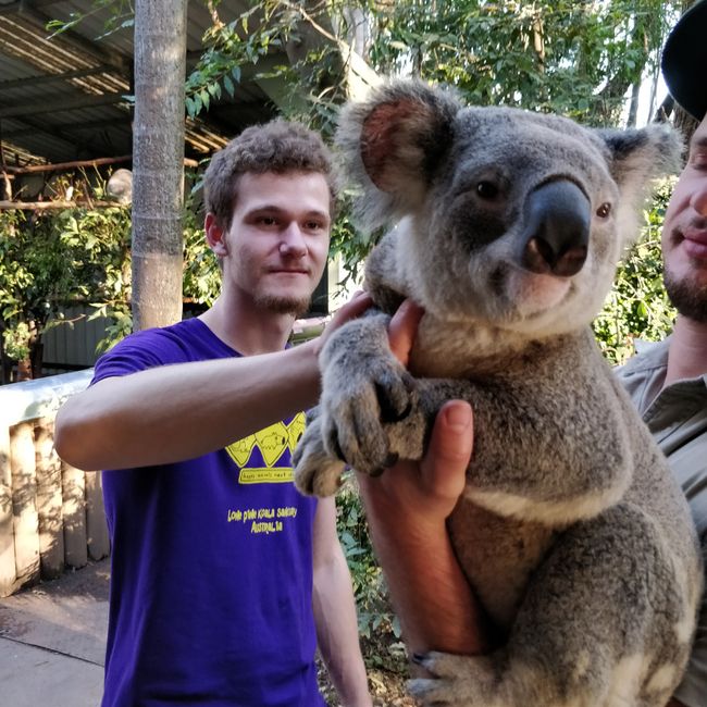 14.09.2018 day 5 koala sanctuary