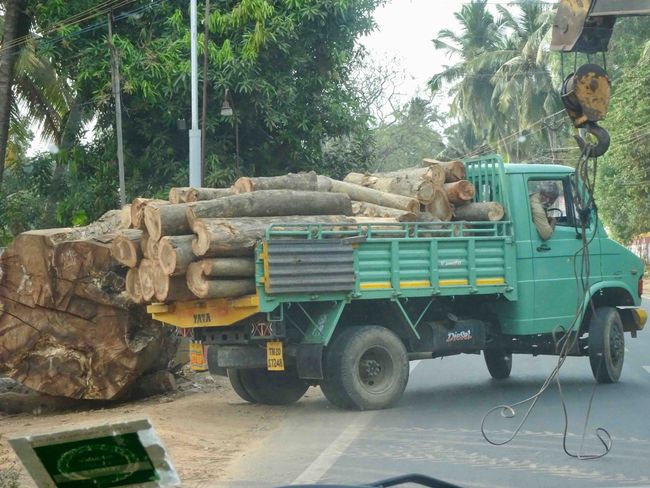 'Security transport' of wooden logs. PS: note the log behind the truck! Mustard-sized!