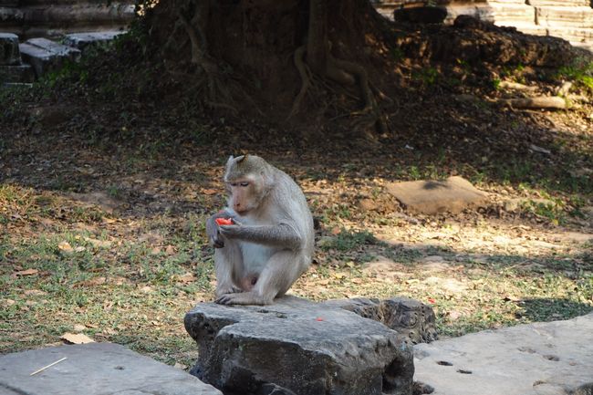 Monkey eating stolen watermelon 😀