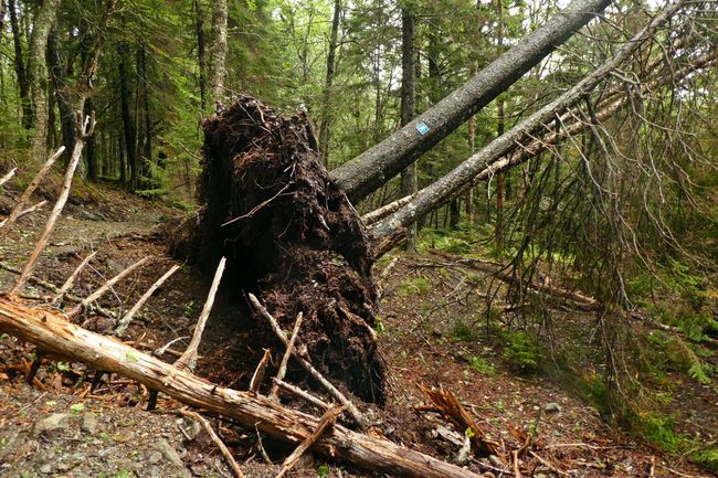 Frisch umgestürzte Bäume im Fundy Nationalpark