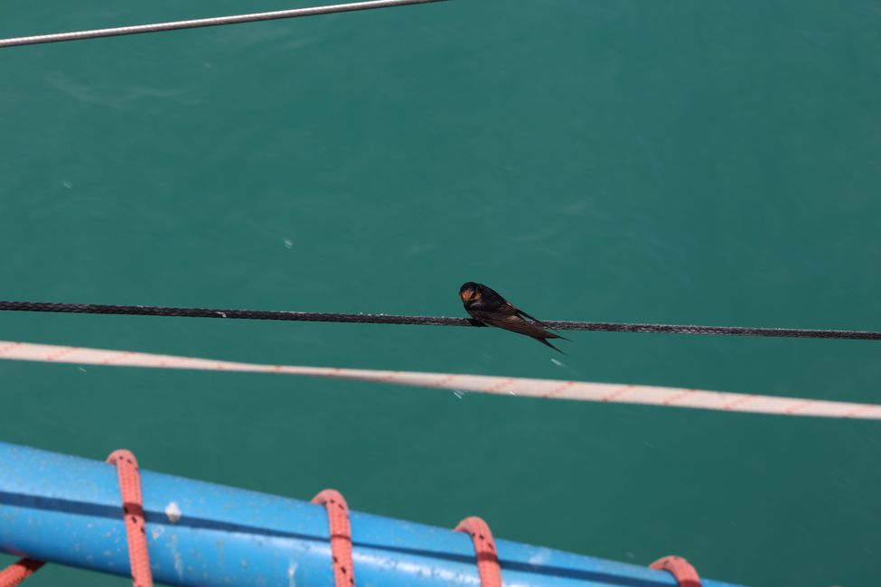 Bird enjoys boat trip