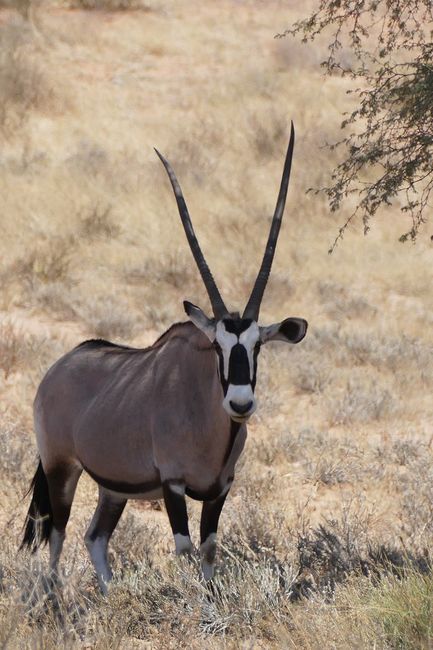 Die imposante Oryx-Antilope