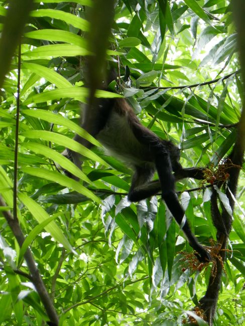 Tikal - Spider monkey