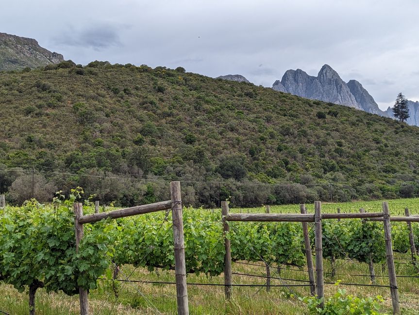 Weintasting's in Stellenbosch