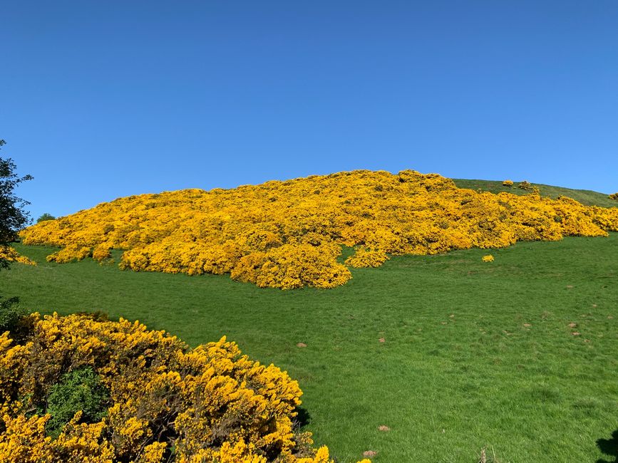 The gorse blooms on almost every hill