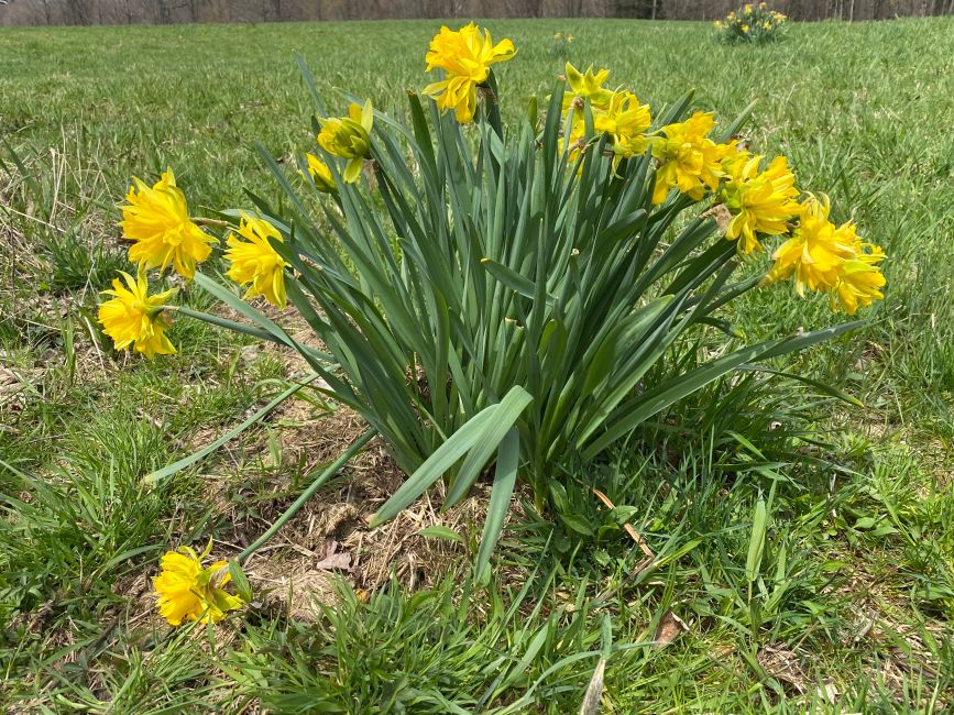 Osterglocken/ daffodils