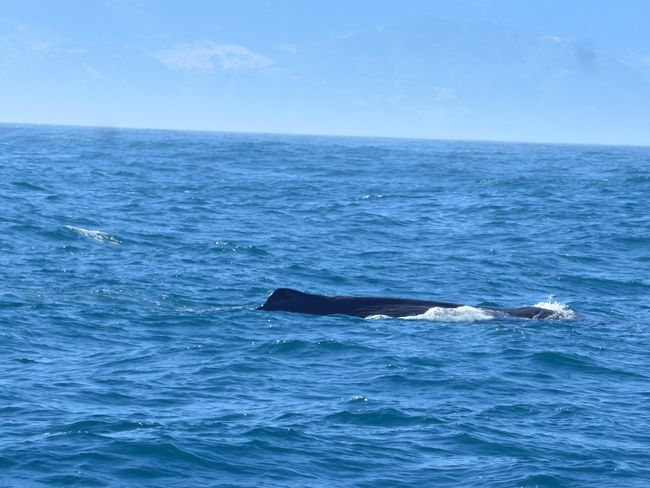 Kaikoura - Whales, Dolphins, and Seals (New Zealand Part 41)