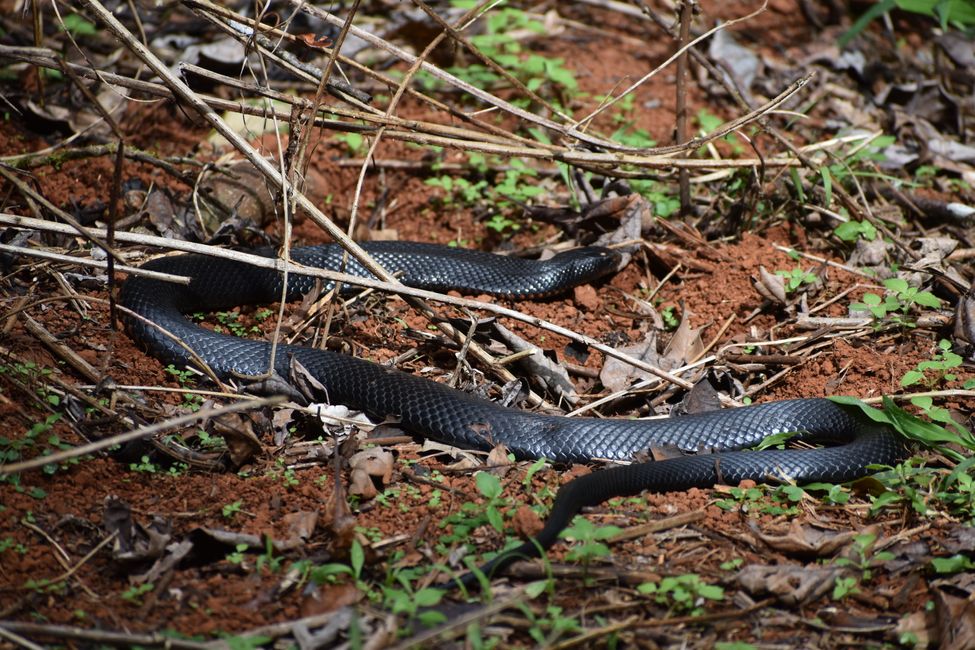The Atherton Tableland, Red Bellied Black Snake