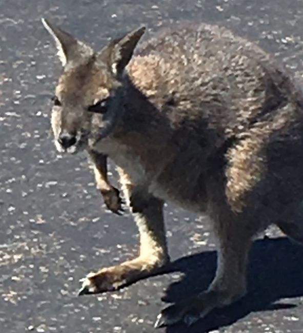 The wallaby was also too hot and hid in the shade of the car