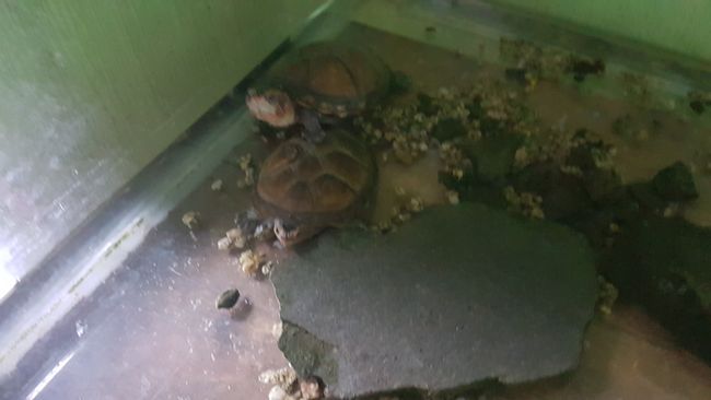 2 Schildkröten haben wir auch