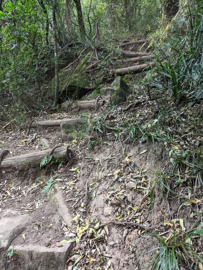 The forest path, we had to go down this one 🥴