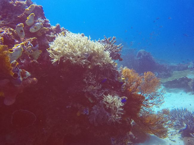 Diving in Labuan Bajo, Flores, Indonesia