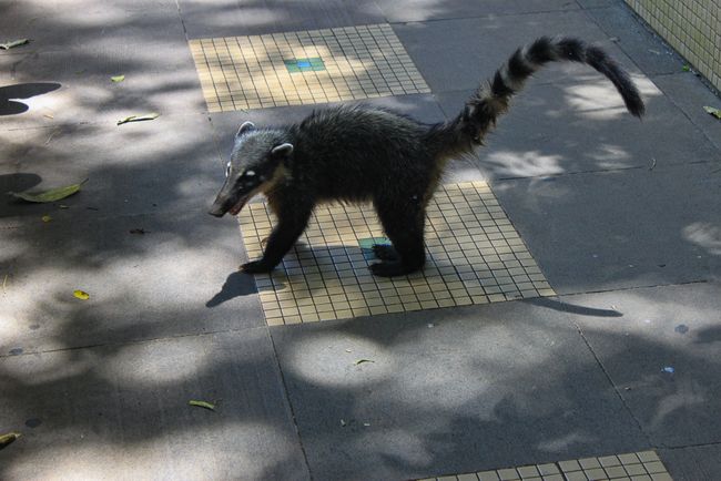 Coati - South American raccoon