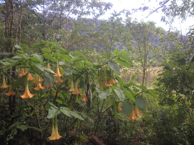 El Salvador: Route of the Flowers