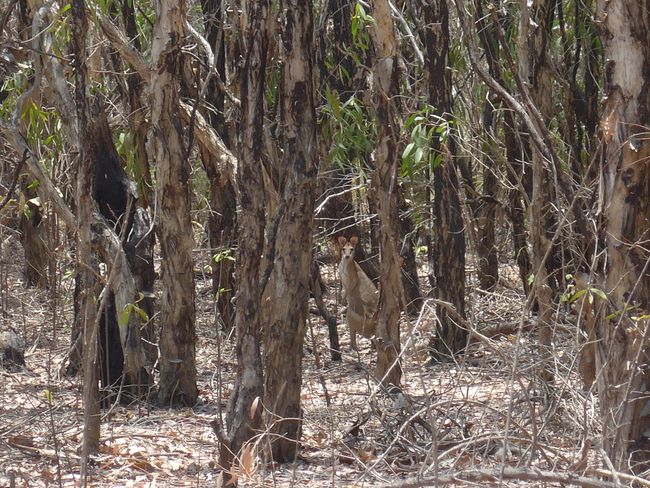 Kakadu National Park - Crocodiles, Kangaroos and Cockatoos in the Wild (Australia Part 6)