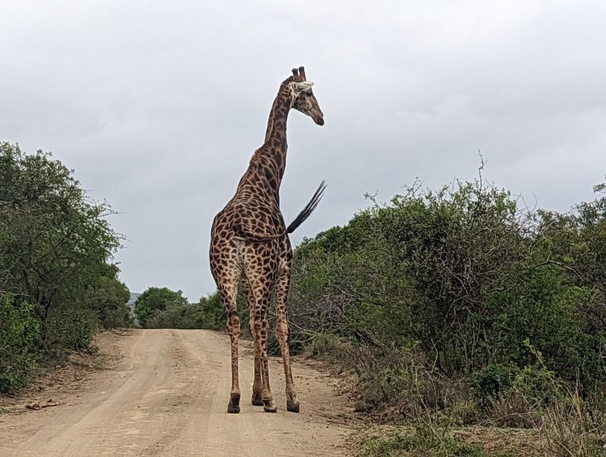 Hluhluwe-Imfolozi-Nationalparks