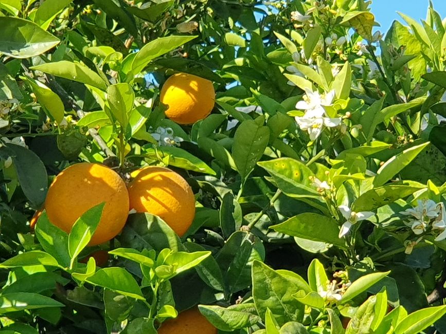 Orange blossom with oranges
