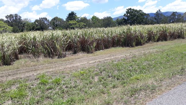 Sugarcane plantations near Mackay on October 15, 2018