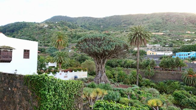 Walk through Icod de los Vinos l Drago Milneario - the '1000'-year-old dragon tree. The best view is from Plaza de Constitucion, without paying the entry fee for the garden.