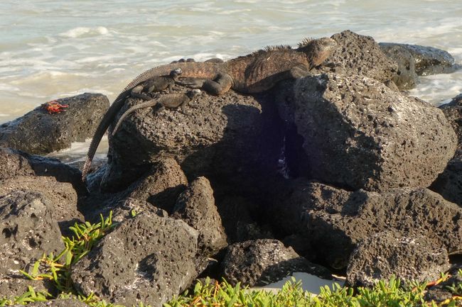 Auf der Wanderung entlang des Strandes gab es wieder sonenbadenden Iguanas zu sehen. 