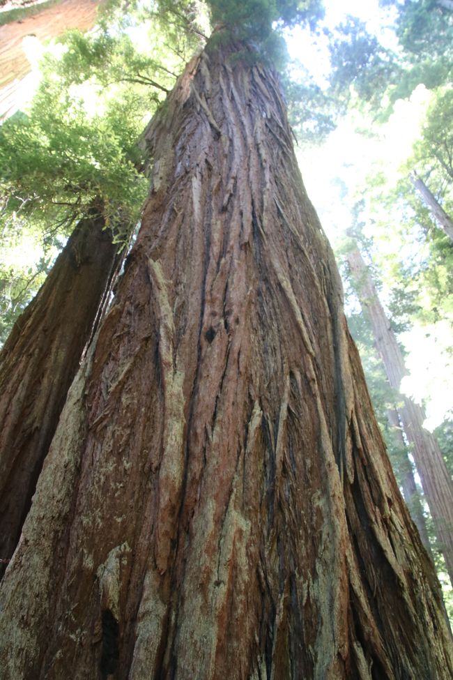 Redwood National und State Park/California