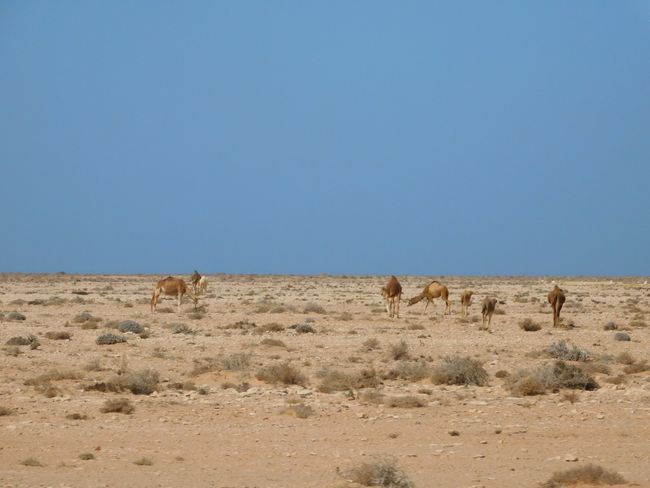 At the roadside, you often see herds of camels.