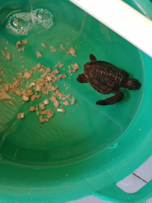 'Sonja' in der Schildkrötenauffangstation 