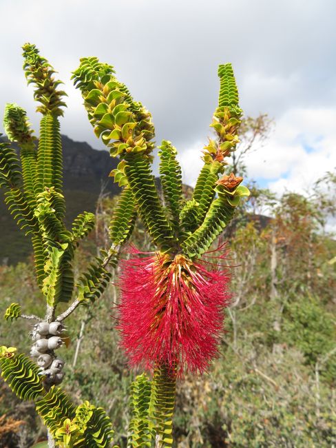 Ornamentation along the trail