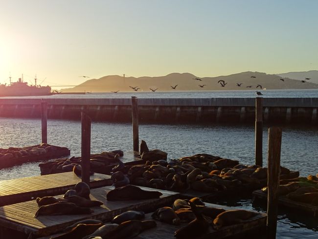 Seelöwen und im Hintergrund Pelikane sowie die Golden Gate Bridge