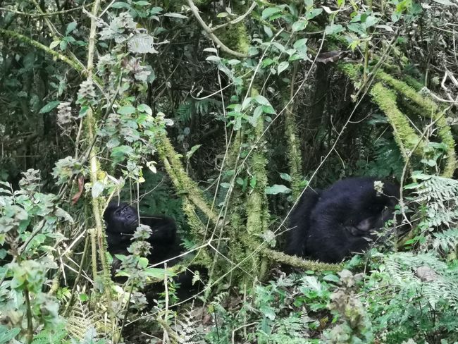 Die Gorillas im Bwindi Forest