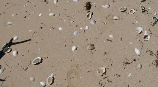 Strand voller Muscheln