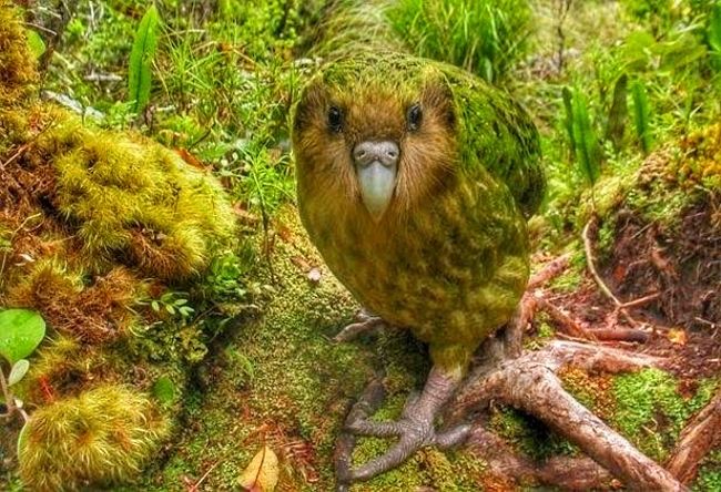 Der dicke Kakapo 🦜..... leider auch vom Aussterben bedroht. 