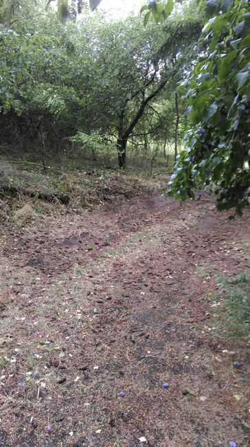Letzter Weg: Pest oder..