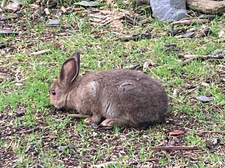 ..Hase und ich weiss von nix!