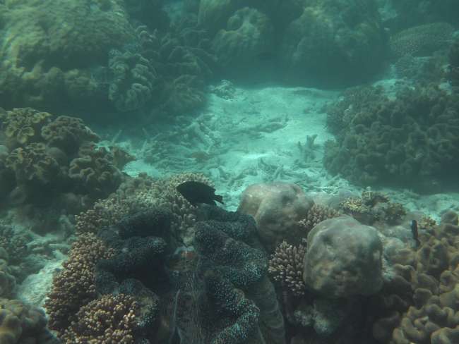 03/09/16: Snorkeling at the Great Barrier Reef