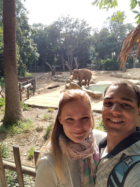 Zoo - echter Elefant