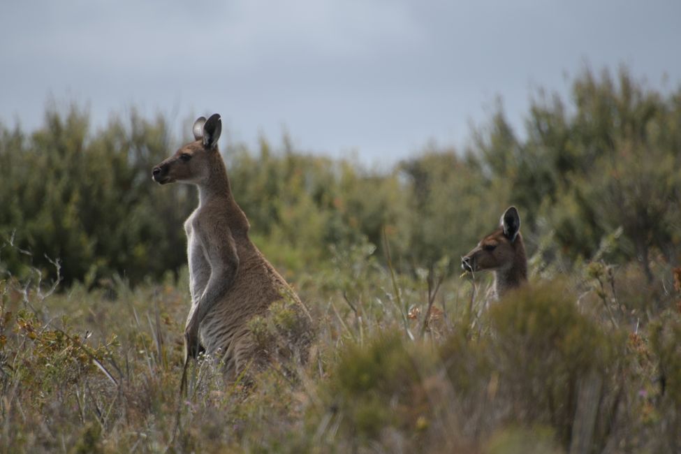 Kangaroos in Cape Le Grand NP