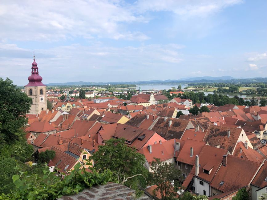 Altstadt Ptuj  vom Schloss aus