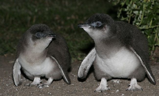 Blue Penguines sind wirklich winzig