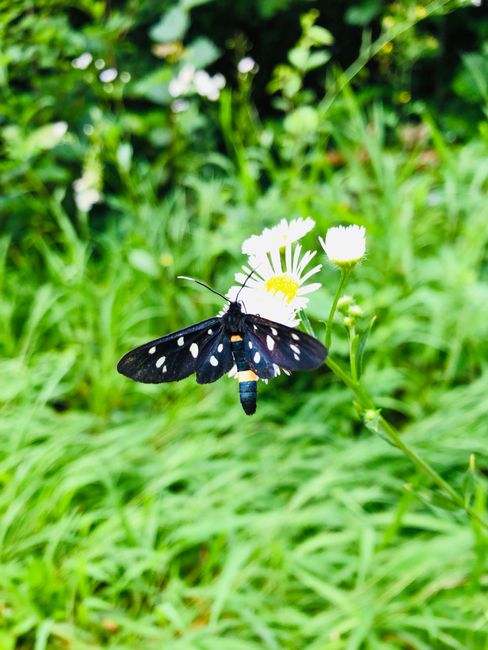 Typischer Schmetterling