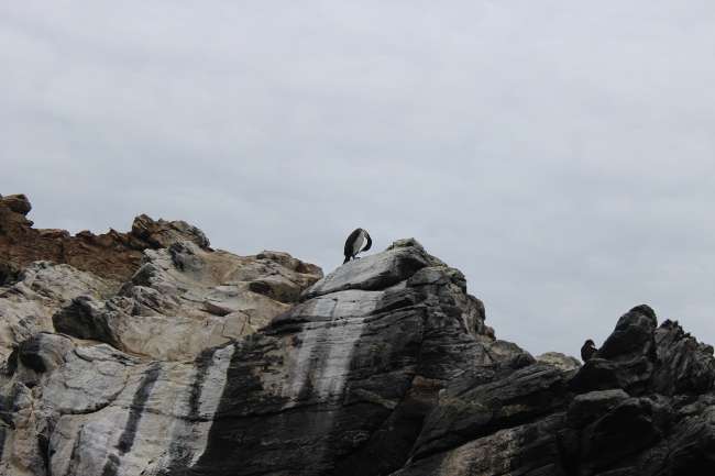 La Serena - Humboldt penguins and observatories